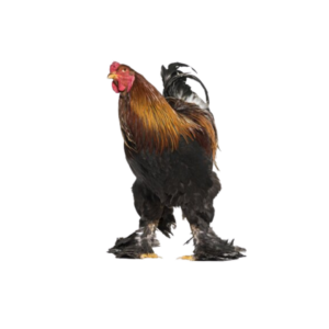 Brahma Pé de Pena