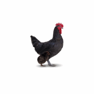 Caipira-Negro-A