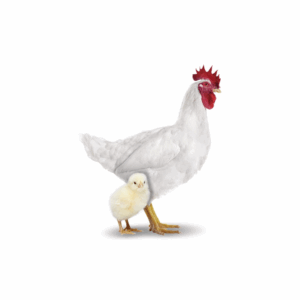 Frango-de-Corte-Branco