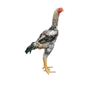 Índio Gigante