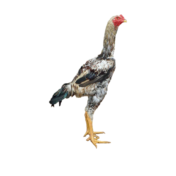 Índio Gigante