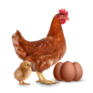 Postura Vermelha Montagem